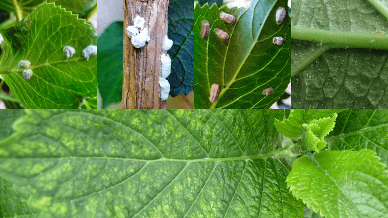 Pests And Diseases Moving In