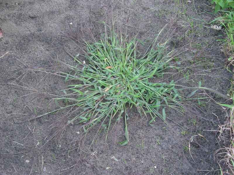 Wet, compacted, and dry soils leave different clues