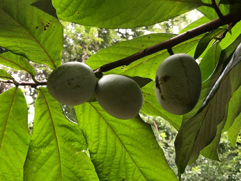 The unusual harvest depends on the right conditions
