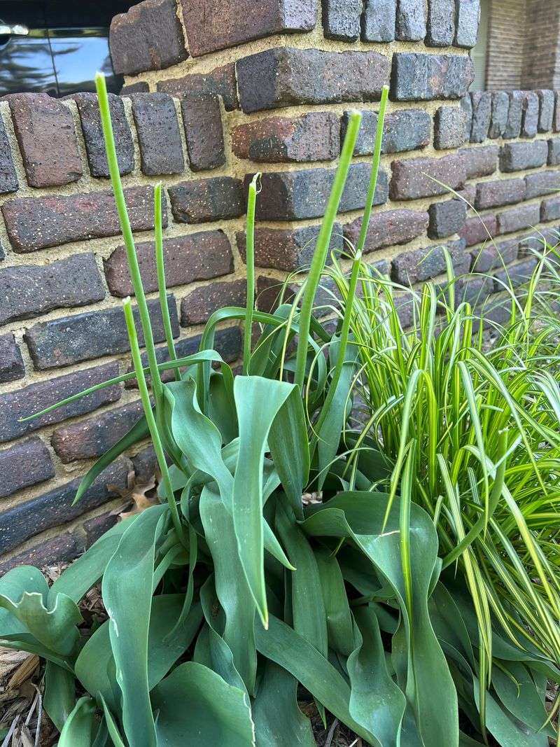 Established tulips need light and their leaves