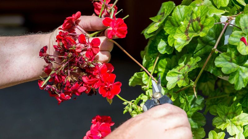 Delay fertilizer and save pruning for the right plant