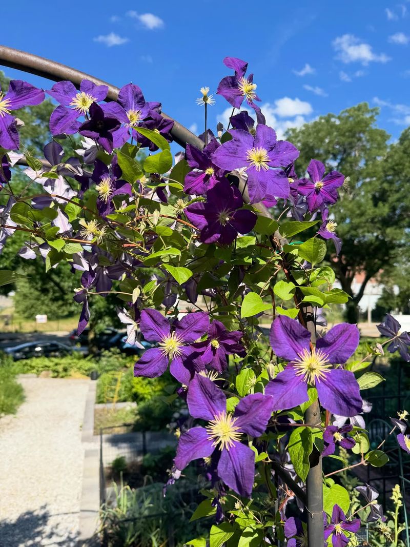 Clematis (Clematis 'Jackmanii')
