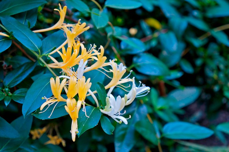 Japanese Honeysuckle