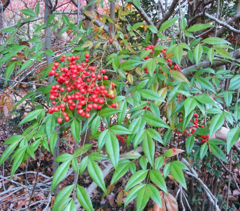 Nandina brings two separate problems to a North Carolina yard