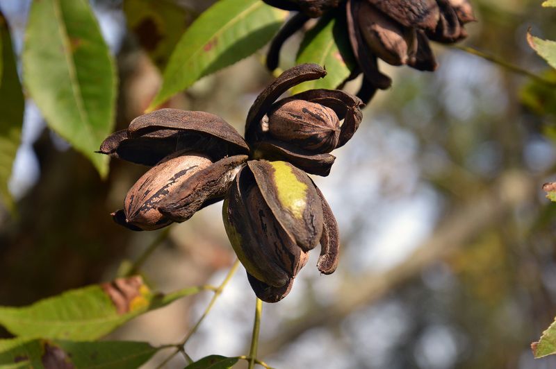 October through December is a broad season, not a statewide deadline
