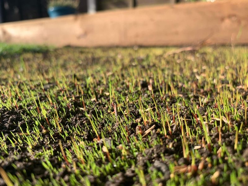 Topdress lightly and keep the seedbed moist