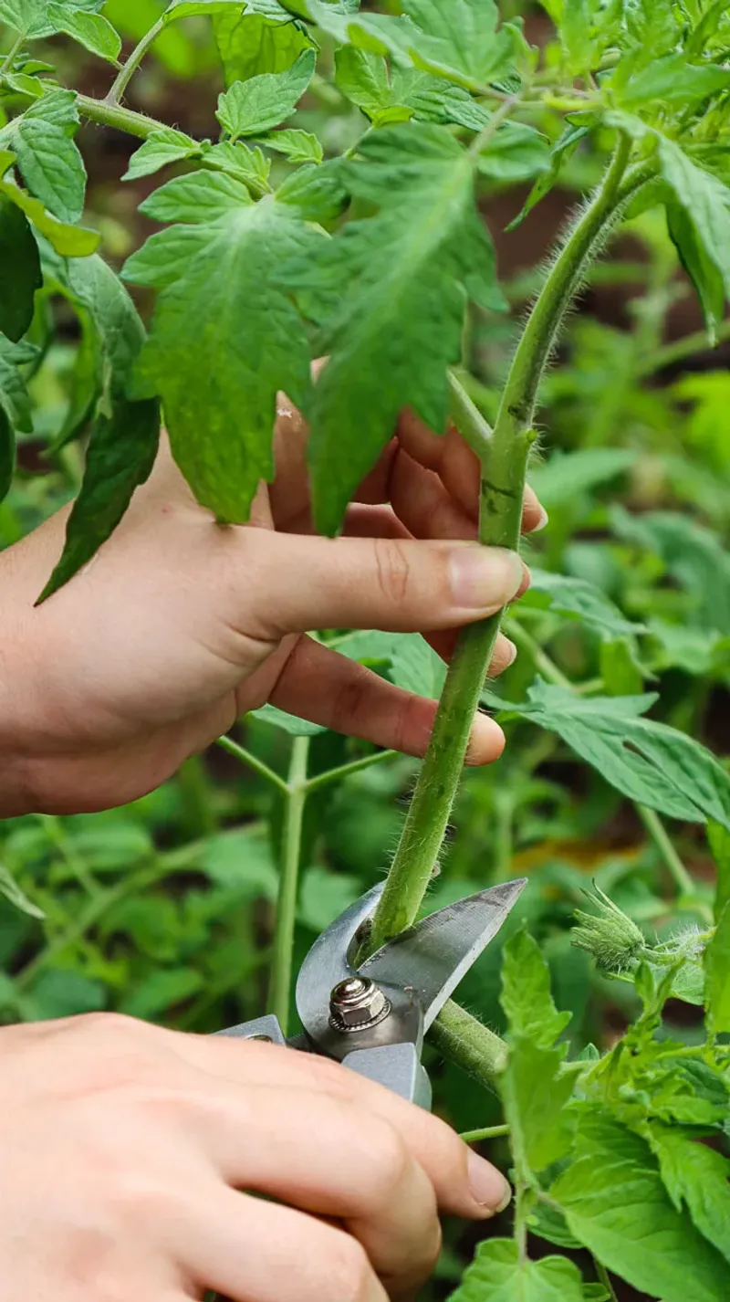 Top the Plants to Force Energy Into Existing Fruit