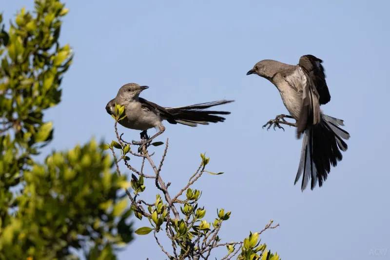 Northern Mockingbirds