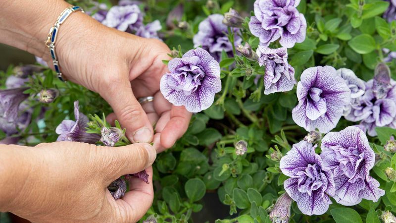 Deadhead Spent Blooms Regularly