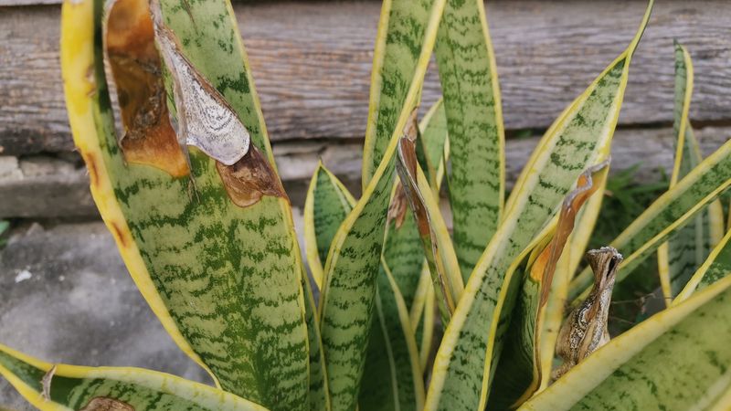 Brown tips are clues, not a diagnosis