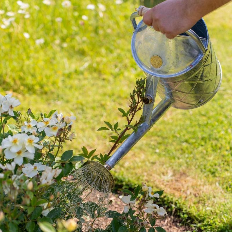 Keep Watering Deeply Until the Ground Freezes