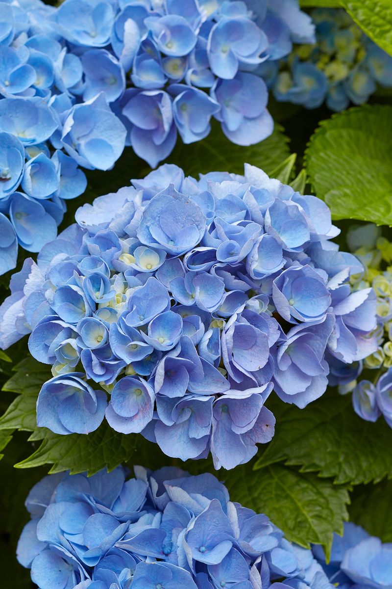 Use Flower Color as a Limited Soil-PH Clue