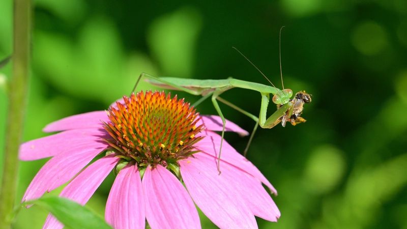 Research documents bee prey, not equal preference