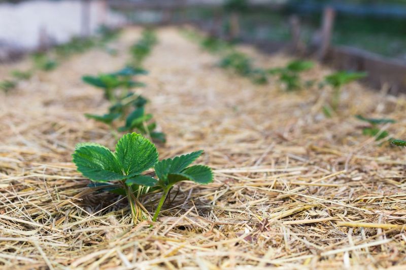 Tuck In a Thick Straw Mulch