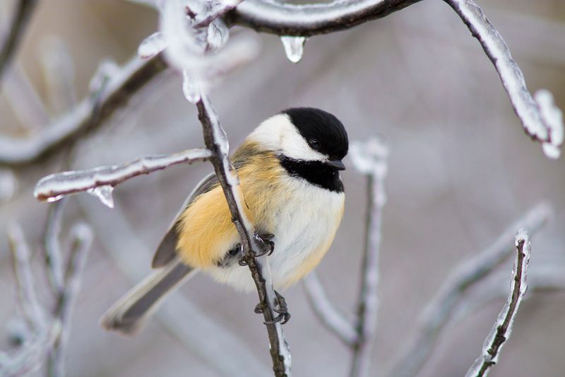 Chickadees