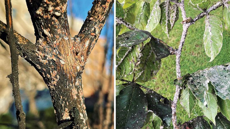 Sooty mold adds context but does not identify the pest