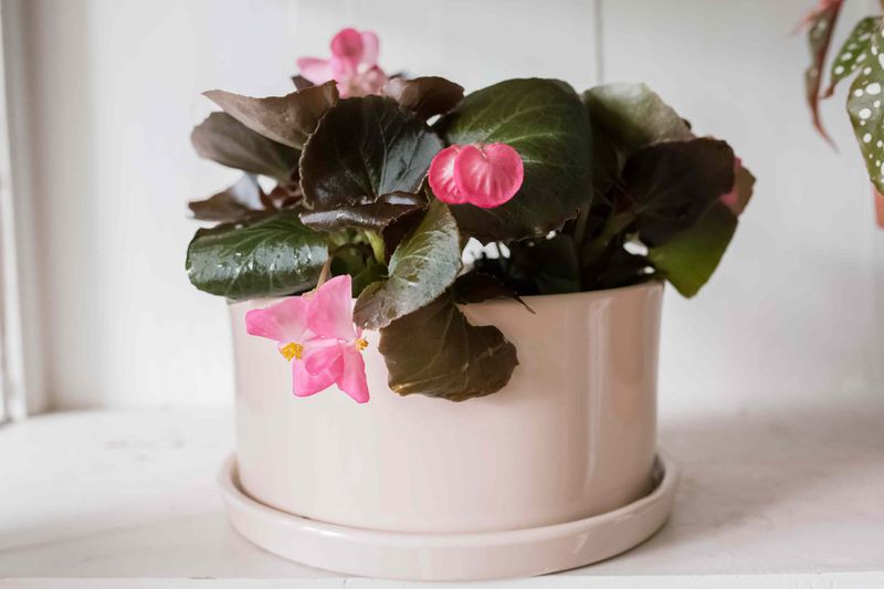 Begonia