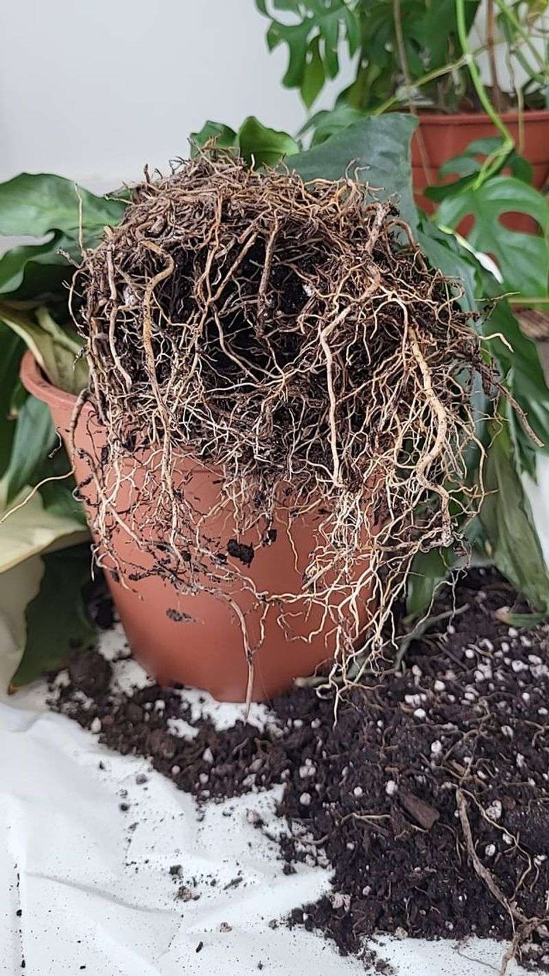 Wet soil means you should investigate the roots