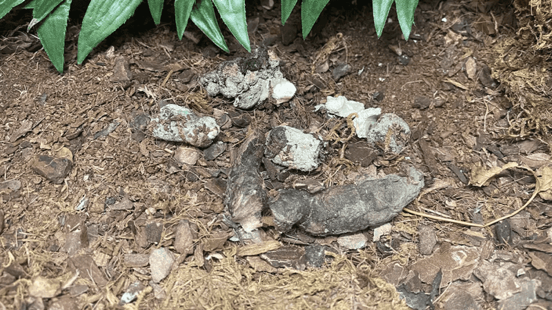 Droppings With White Tips