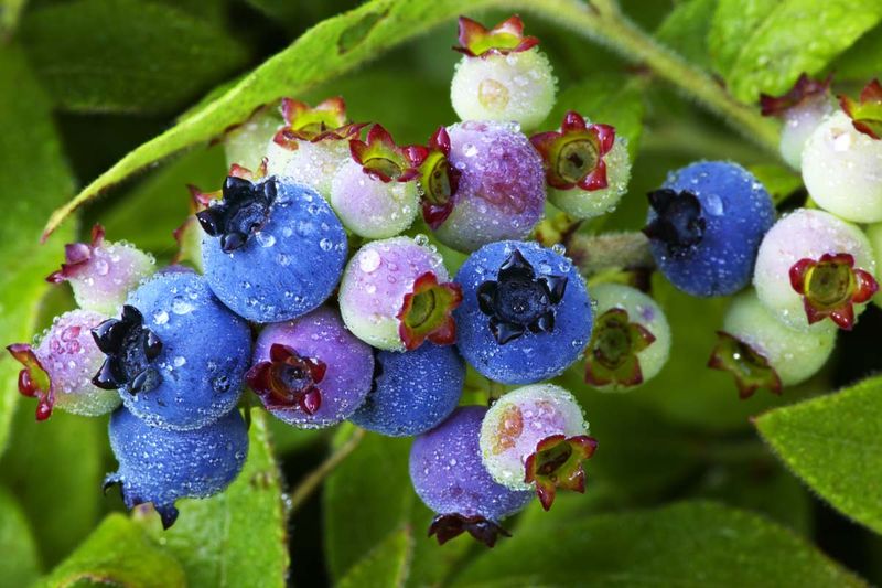 Lowbush Blueberries (Wild)