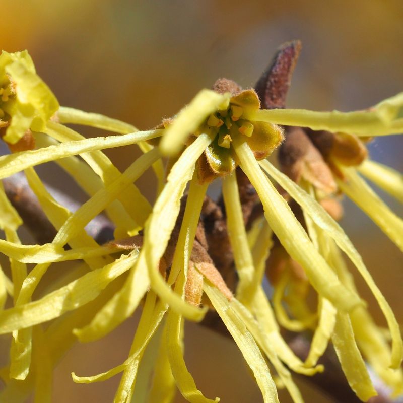 A late-season shrub can serve the yard