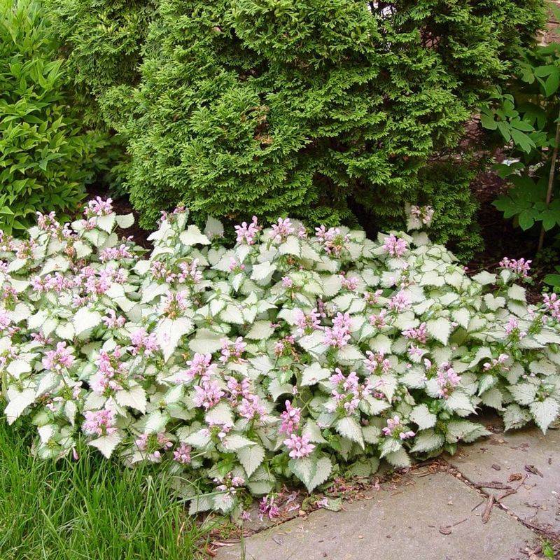 Lamium