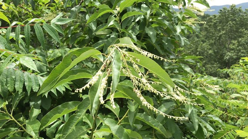 Sourwood is a North Carolina summer tree worth planting for bees