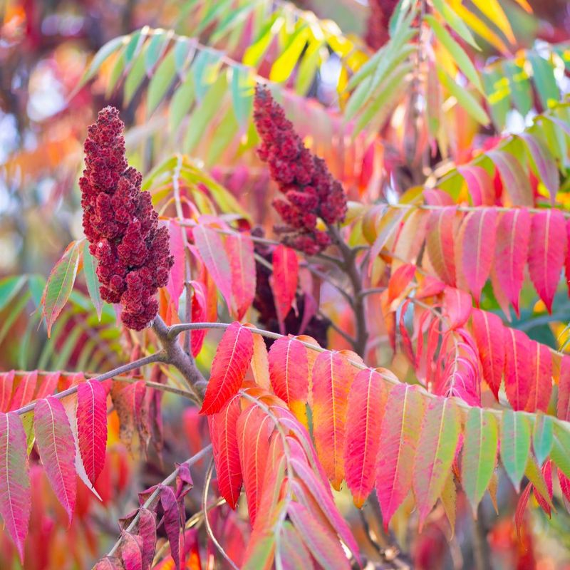 Staghorn Sumac