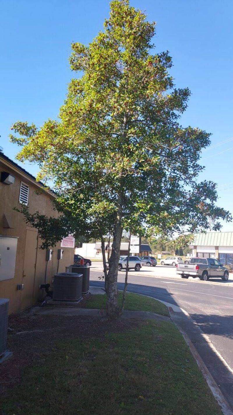 Plant holly only where its long-term needs fit