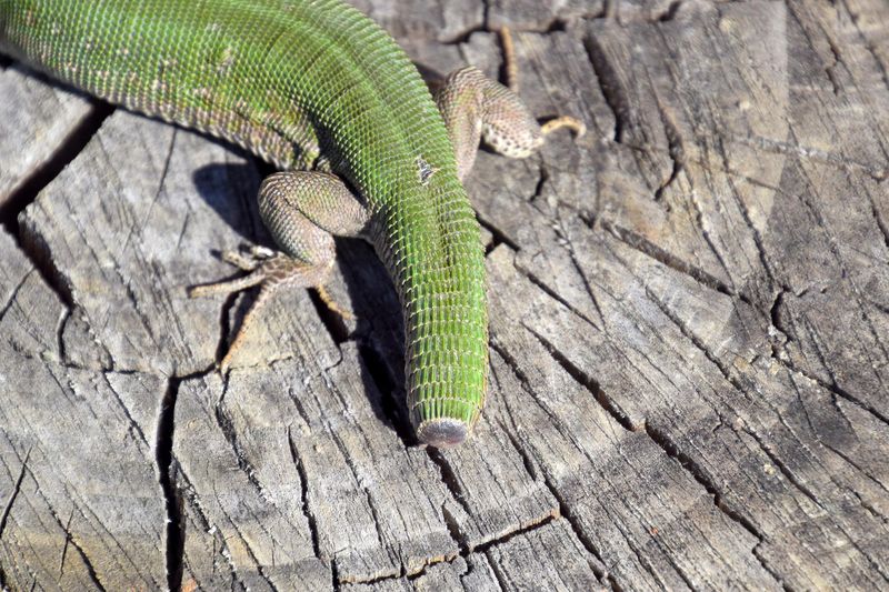 Regrowth helps the skink survive, but it does not restore the original tail