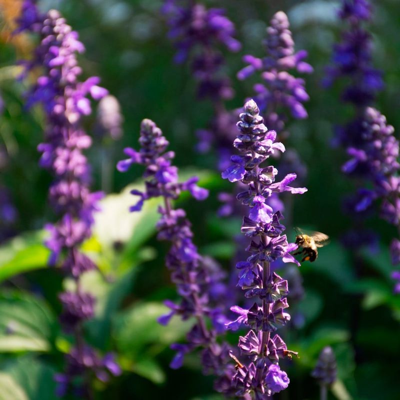 Salvia