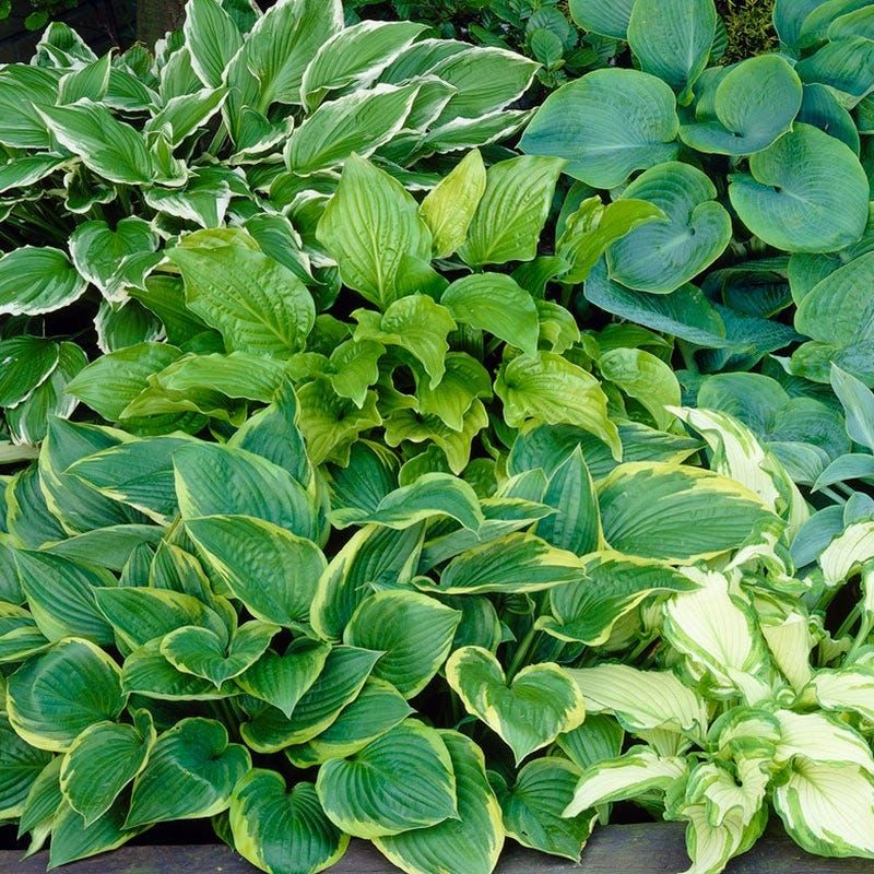 Hostas