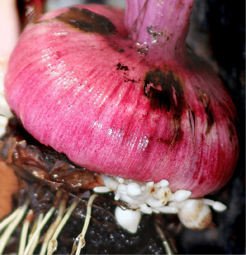 Sort the corms and save useful cormels