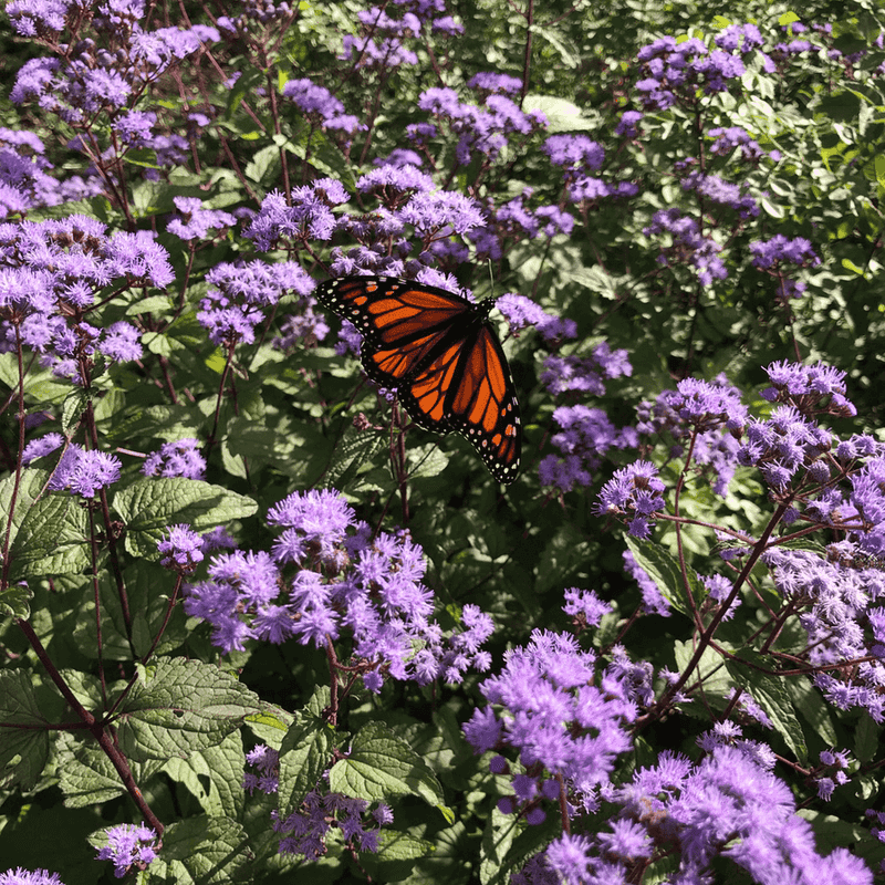 Add: Blue Mistflower (Conoclinium coelestinum)