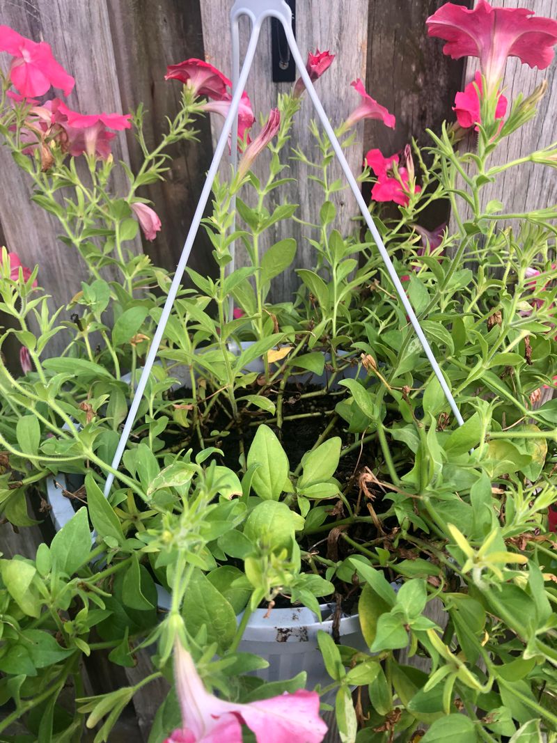 Trim Leggy Stems Regularly