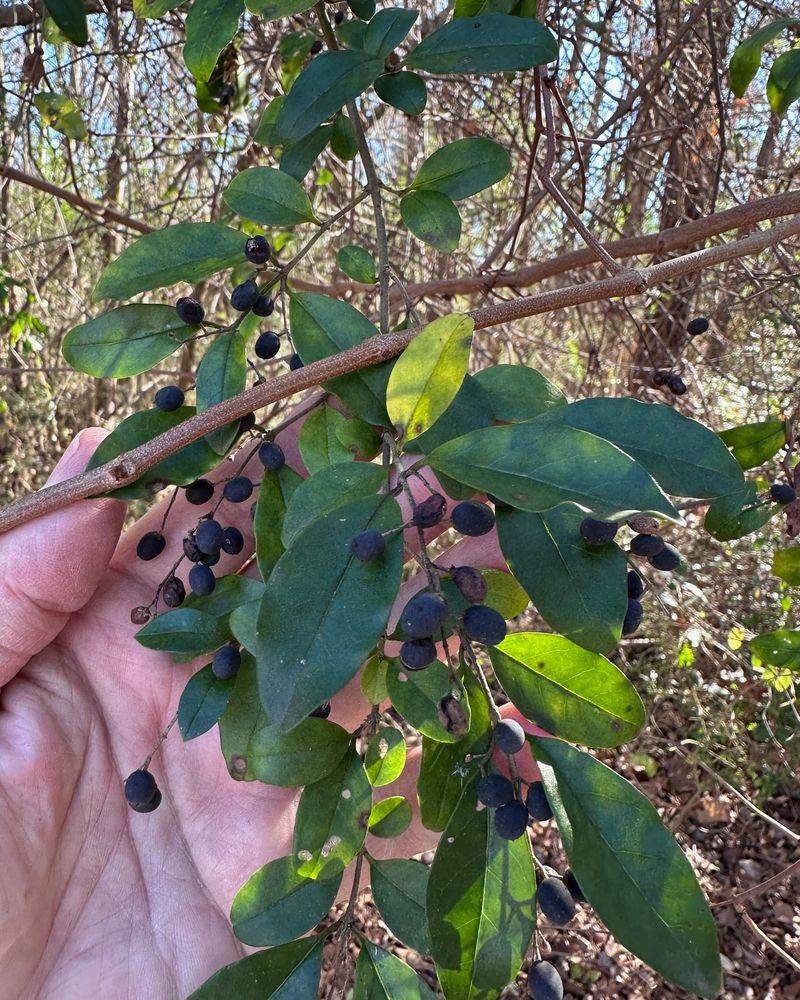 Confirm the plant before you remove it