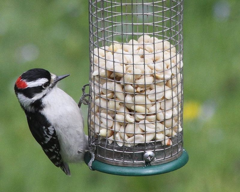 Clean feeders to reduce avoidable risks