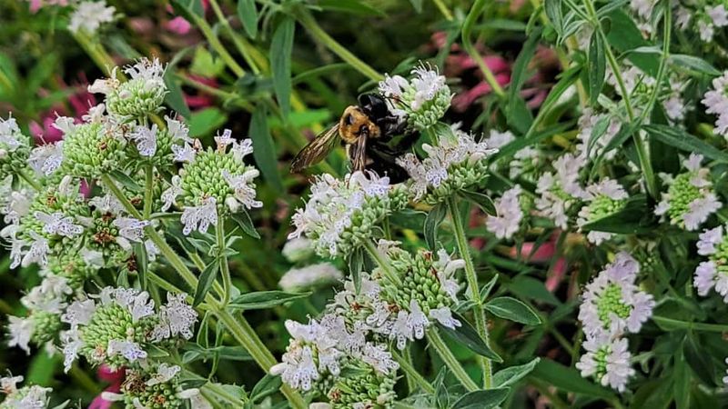 Mountain Mint (Pycnanthemum spp.)