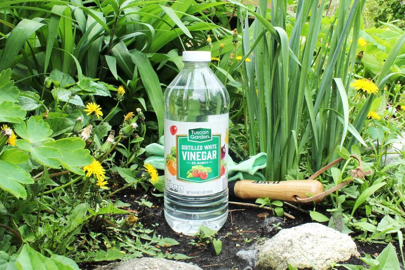 White Vinegar