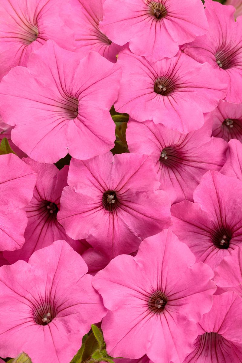 Petunias (Supertunia Vista Bubblegum II)