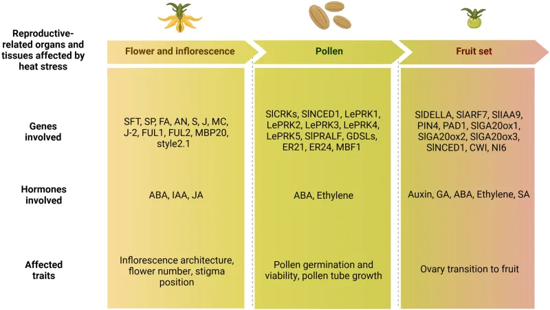 Why foliage can look vigorous while reproduction fails