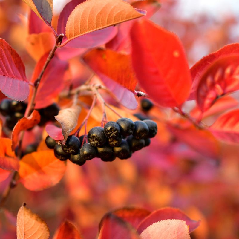 Chokeberry (Aronia)