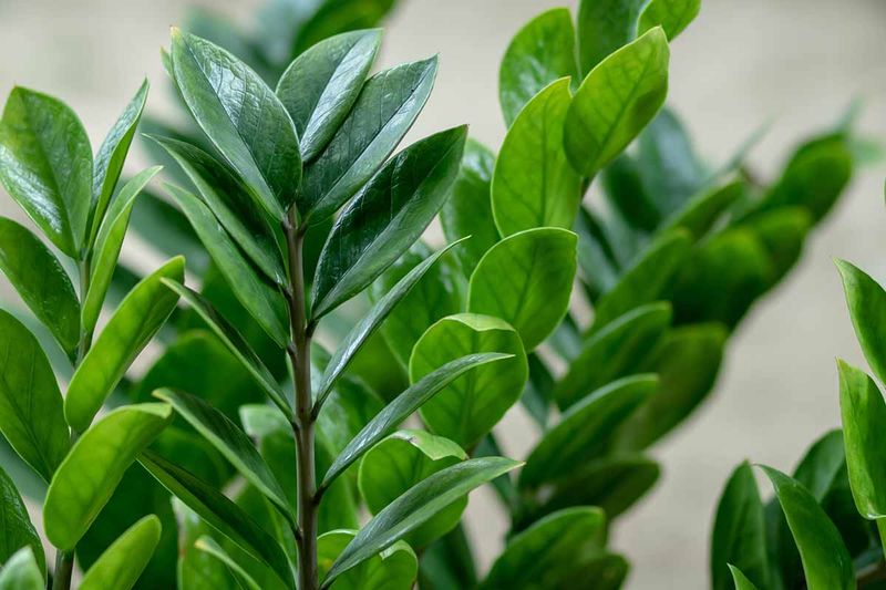 ZZ Plant (Zamioculcas zamiifolia)