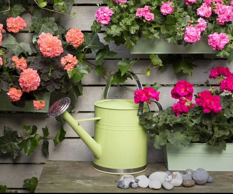 Ensure ample watering when using liquid fertilizers