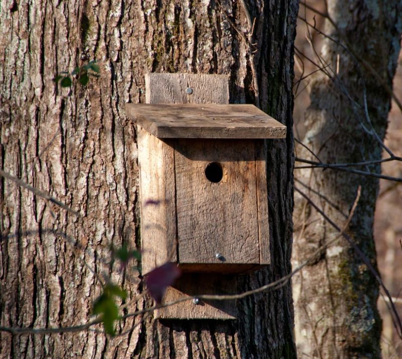 Measure success as habitat stewardship, not a pest-free yard
