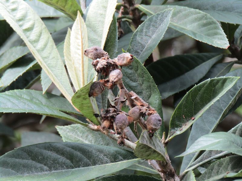 Why a hardy tree can lose its fruit