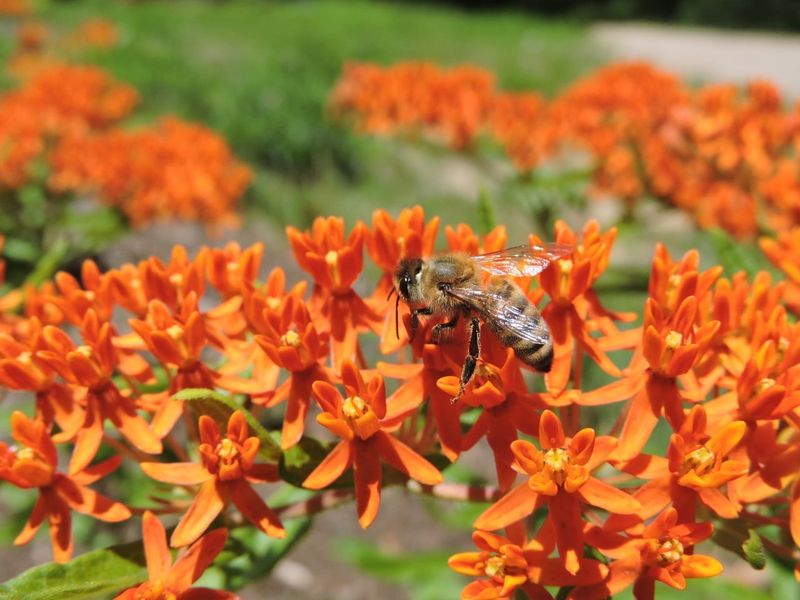 One flowering tree cannot provide complete pollinator habitat