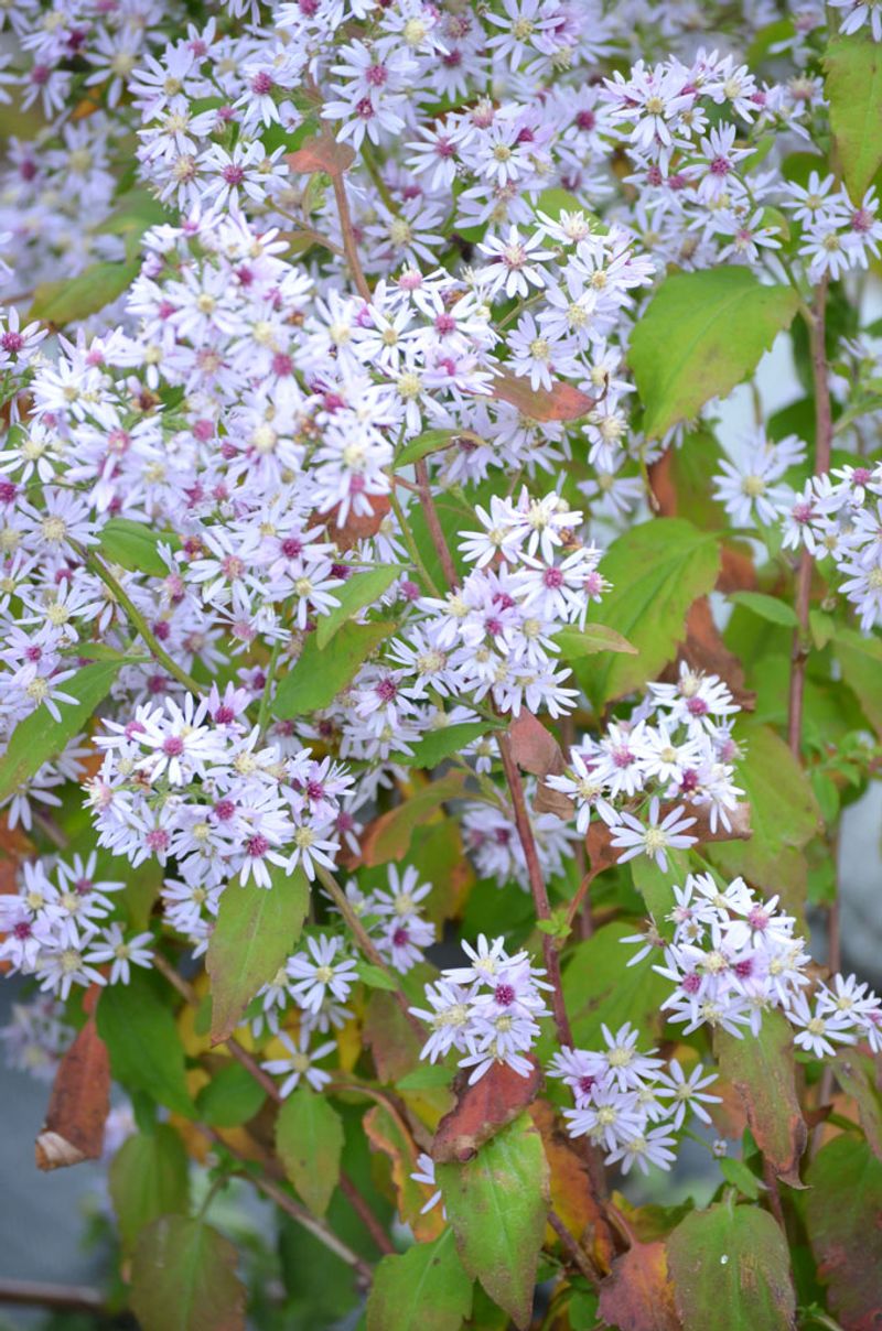 Heart-Leaf Aster (Symphyotrichum cordifolium)
