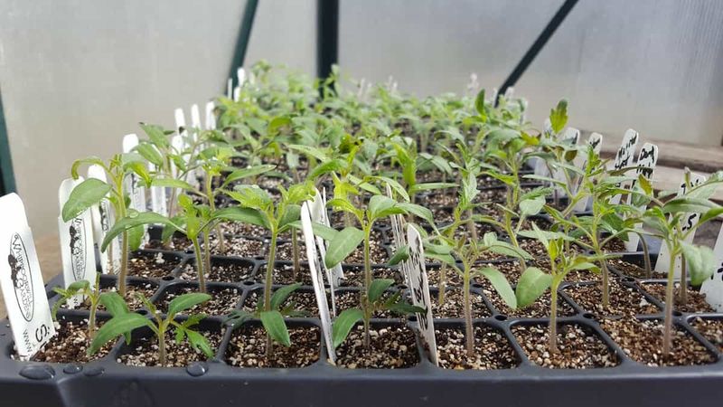 Fermentation is not a germination switch