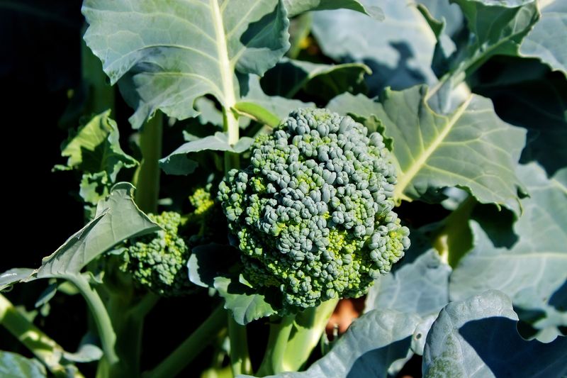 Match cultivar maturity to the fall growing season